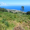 Plants: image 153 Of 208 Thumb